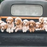 The Ultimate Guide to Pet Taxi Transportation Services
