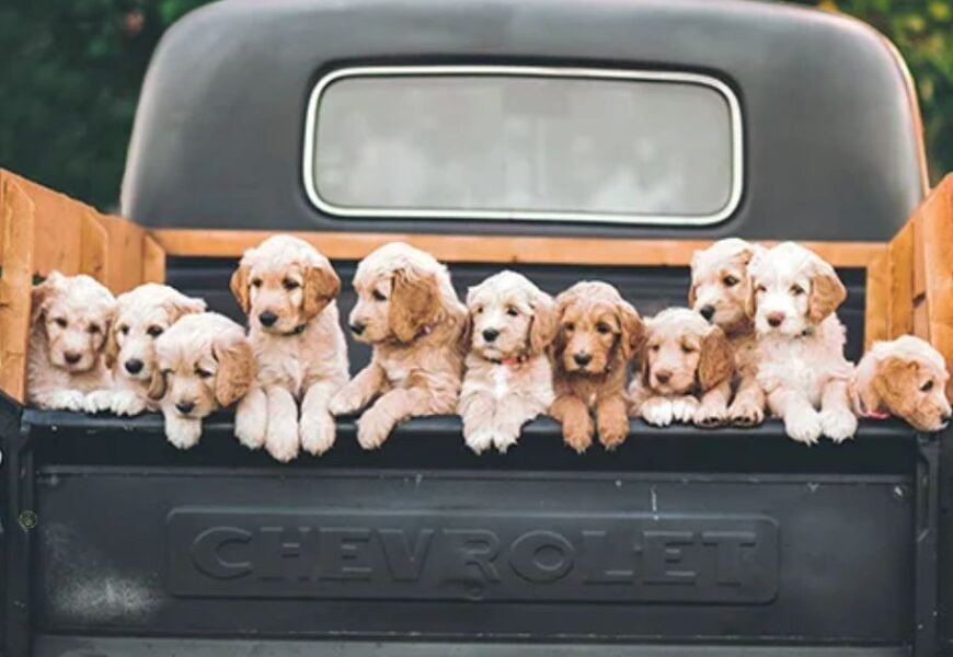 The Ultimate Guide to Pet Taxi Transportation Services
